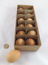 Chicken egg 12 p. brown